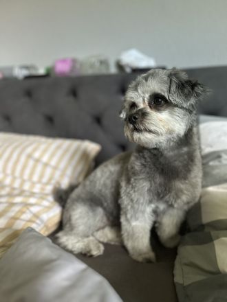 Süße mischlings welpen