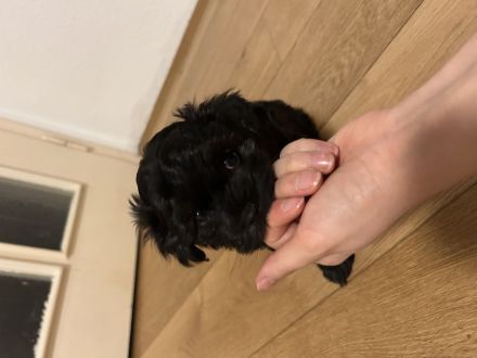 Süße mischlings welpen