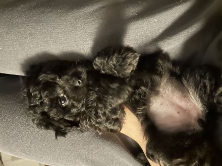 Süße mischlings welpen