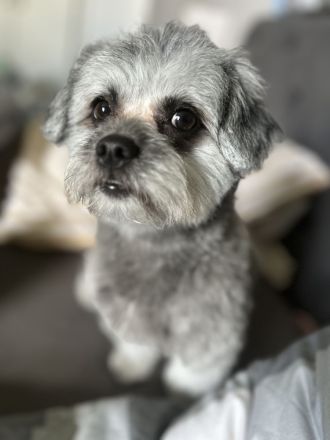 Süße mischlings welpen