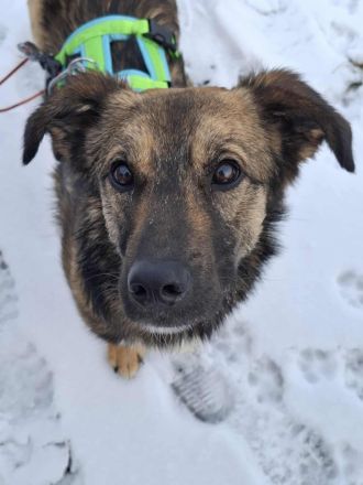 Pino auf Pflegestelle in 48268 Greven sucht sein Für-immer-Zuhause