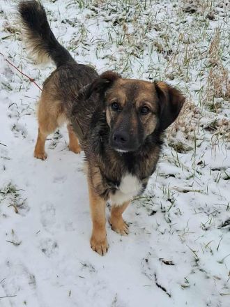 Pino auf Pflegestelle in 48268 Greven sucht sein Für-immer-Zuhause