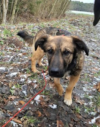 Pino auf Pflegestelle in 48268 Greven sucht sein Für-immer-Zuhause