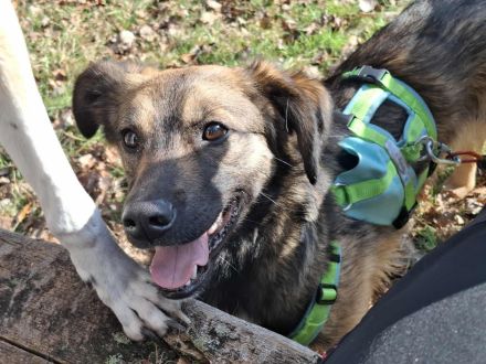 Pino auf Pflegestelle in 48268 Greven sucht sein Für-immer-Zuhause