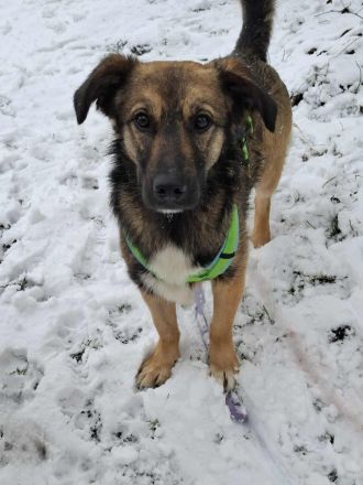 Pino auf Pflegestelle in 48268 Greven sucht sein Für-immer-Zuhause