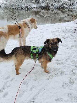 Pino auf Pflegestelle in 48268 Greven sucht sein Für-immer-Zuhause