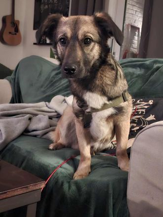 Pino auf Pflegestelle in 48268 Greven sucht sein Für-immer-Zuhause