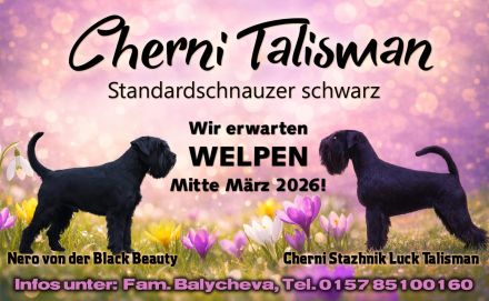 Mittelschnauzer schwarz Welpen.