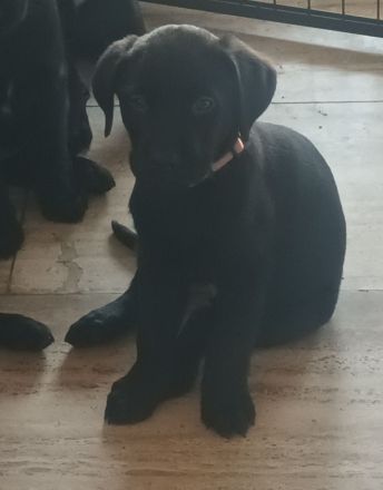 Labrador Welpen noch 1 Rüde frei