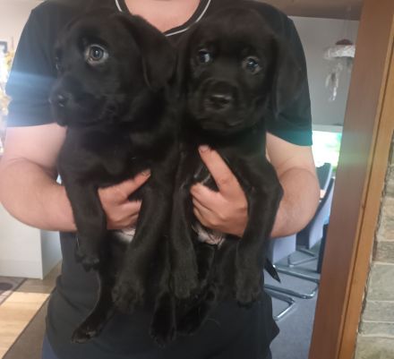 Labrador Welpen noch 1 Rüde frei