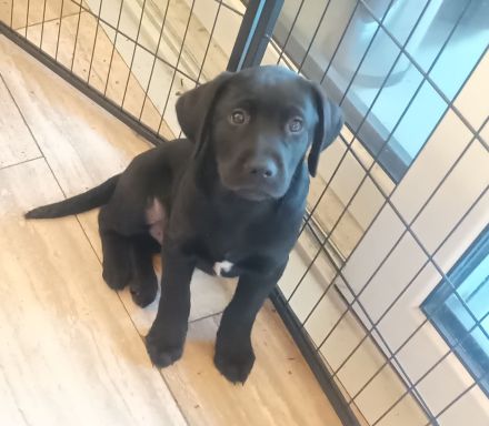 Labrador Welpen noch 1 Rüde frei