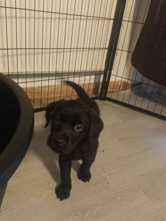 Labrador Welpen noch 1 Rüde frei