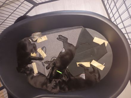 Labrador Welpen noch 1 Rüde frei