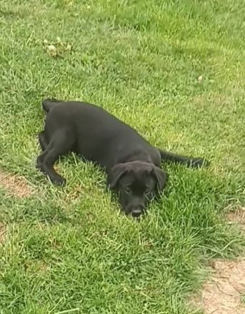 Labrador Welpen noch 1 Rüde frei