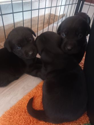 Labrador Welpen