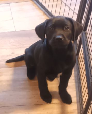 Labrador Welpen noch 1 Rüde frei