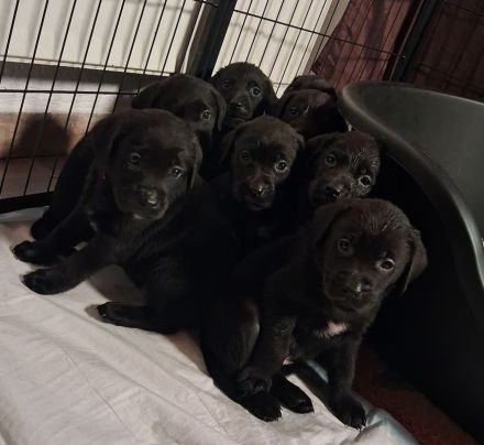 Labrador Welpen noch 1 Rüde frei