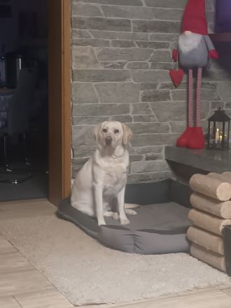 Labrador Welpen noch 1 Rüde frei