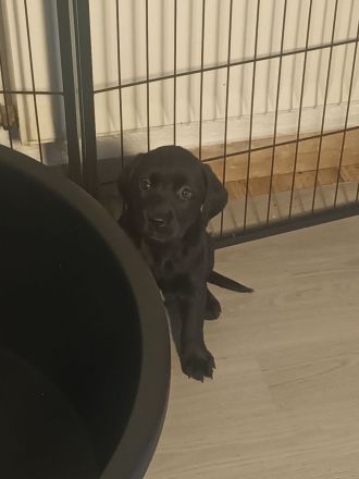 Labrador Welpen noch 1 Rüde frei