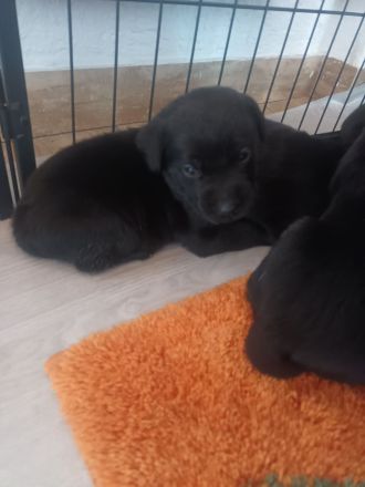 Labrador Welpen