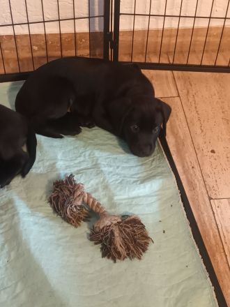 Labrador Welpen noch 1 Rüde frei
