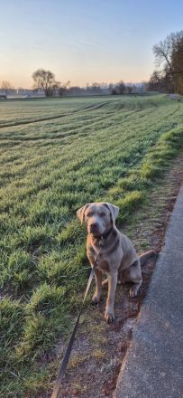 Labrador Welpen noch 1 Rüde frei