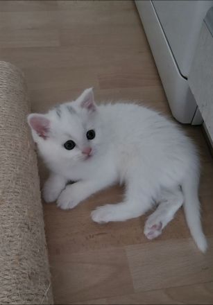 Wunderschönes Flauschebärchen