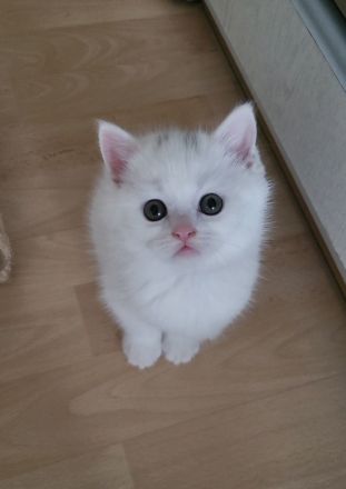 Wunderschönes Flauschebärchen