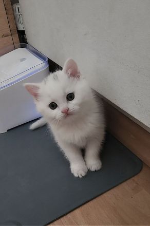 Wunderschönes Flauschebärchen