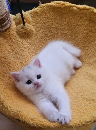 Wunderschönes Flauschebärchen