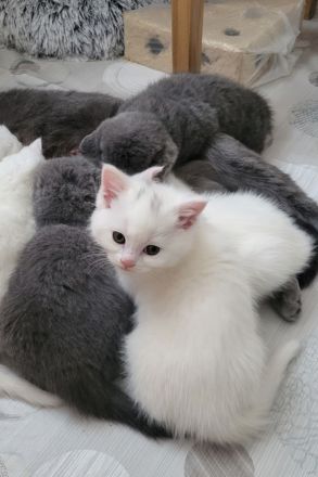 Wunderschönes Flauschebärchen