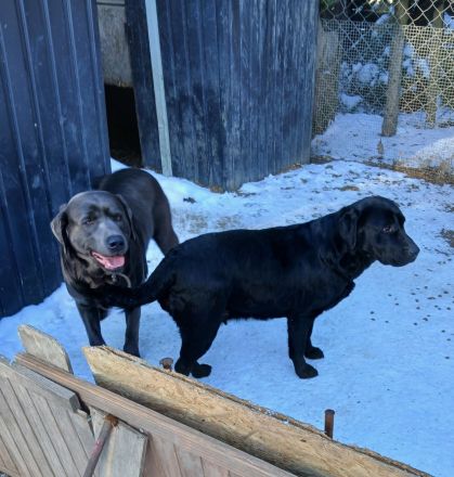 Der hüpsche charcoal farbene Labrador Rüde Bruno ist noch da
