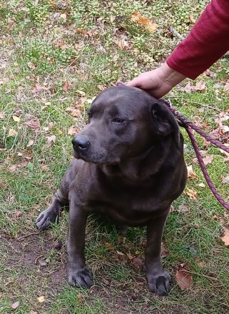 Der hüpsche charcoal farbene Labrador Rüde Bruno ist noch da