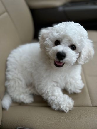 Bichon Frisé zu verkaufen
