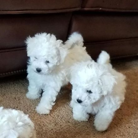 Bichon Frisé zu verkaufen