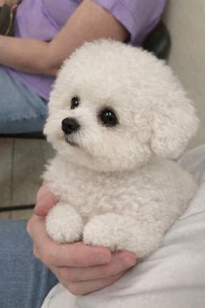 Bichon Frisé zu verkaufen