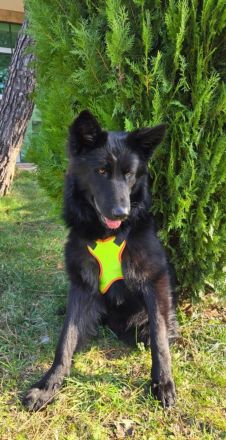 Wolfie sucht Körbchen