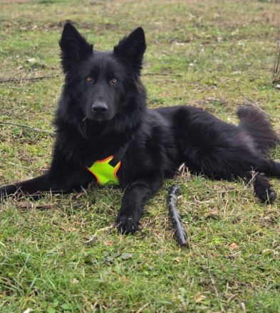 Wolfie sucht Körbchen