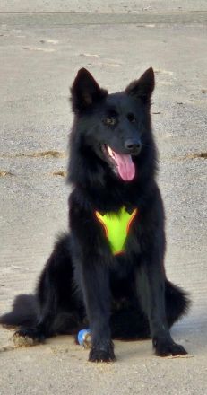 Wolfie sucht Körbchen