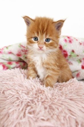 =^..^=Wunderschöne Maine Coon kitten mit Stammbaum aus seriöser Zucht =^..^=
