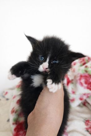 =^..^=Wunderschöne Maine Coon kitten mit Stammbaum aus seriöser Zucht =^..^=