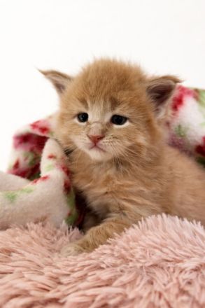 =^..^=Wunderschöne Maine Coon kitten mit Stammbaum aus seriöser Zucht =^..^=