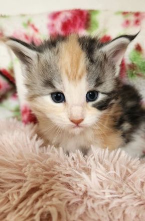 =^..^=Wunderschöne Maine Coon kitten mit Stammbaum aus seriöser Zucht =^..^=