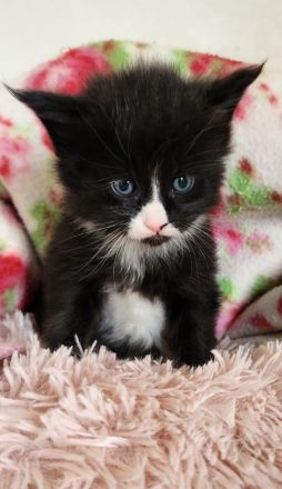 =^..^=Wunderschöne Maine Coon kitten mit Stammbaum aus seriöser Zucht =^..^=