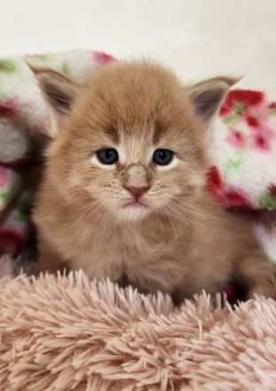 =^..^=Wunderschöne Maine Coon kitten mit Stammbaum aus seriöser Zucht =^..^=