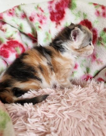 =^..^=Wunderschöne Maine Coon kitten mit Stammbaum aus seriöser Zucht =^..^=
