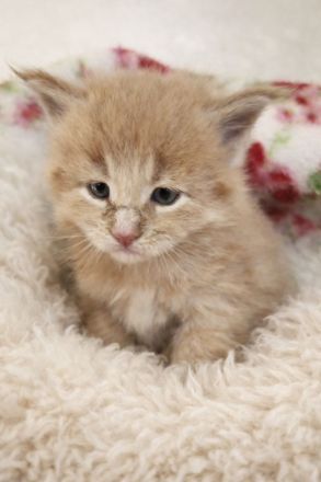 =^..^=Wunderschöne Maine Coon kitten mit Stammbaum aus seriöser Zucht =^..^=