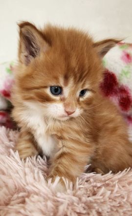 =^..^=Wunderschöne Maine Coon kitten mit Stammbaum aus seriöser Zucht =^..^=