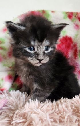 =^..^=Wunderschöne Maine Coon kitten mit Stammbaum aus seriöser Zucht =^..^=