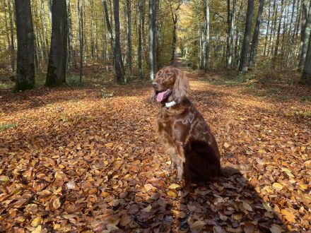 Irish Red Setter Welpen